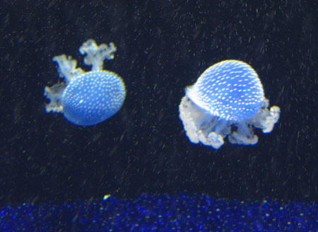 blue-jellyfish.jpg