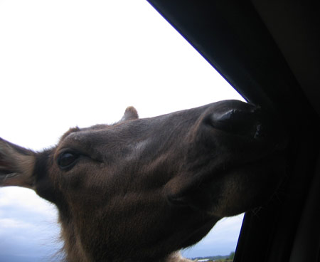deer-in-car.jpg