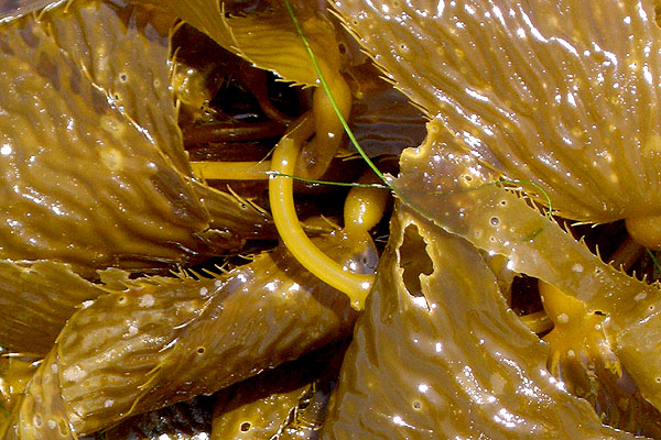 kelp.jpg