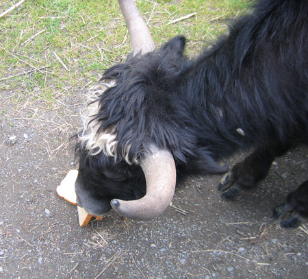 yak-eating-bread-off-ground.jpg