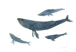 humpbackwhales.jpg