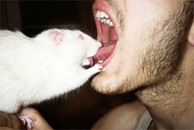 rat_kiss.jpg
